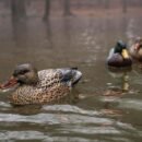Extremely Realistic Floating Duck Decoys 6 Pack